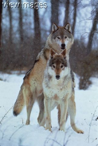 The 'Shelley' Stories