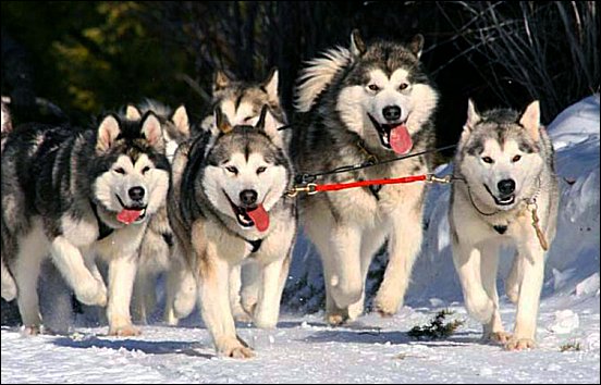 Satans Sled Dogs