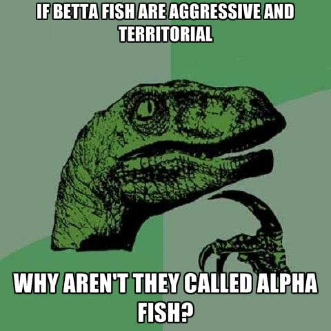 if-betta-fish-are-aggressive-and-territorial-why-arent-they-called-alpha-fish (105K)
