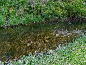 Our pool in the woods