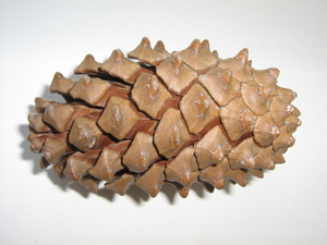The spiny cone, closed