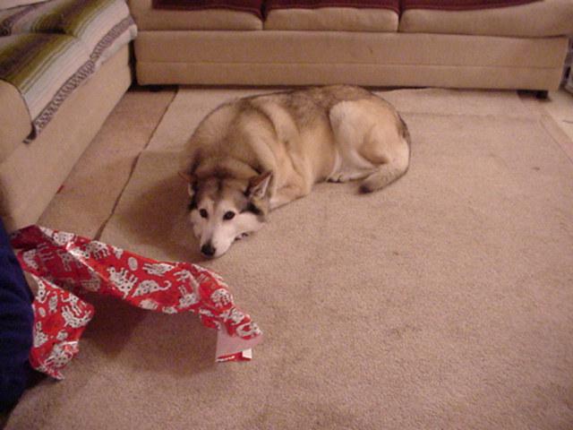 Katie on the Living Room Floor