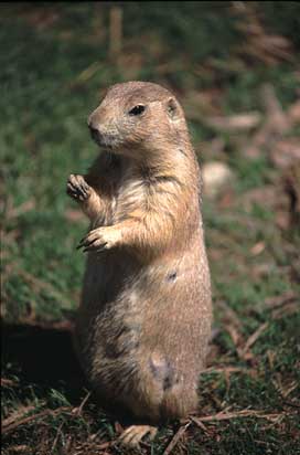 groundhog-revised (14K)