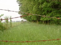 (barbed wire and trees)