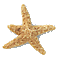 Starfish