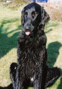 Flatcoat